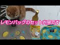 【カルディ購入品】お得でカワイイ！KALDIレモンバッグ2024を愛猫と一緒に紹介します❤️#coco #ねこ #カルディ