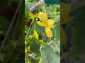 How to Pollinate Cucumbers