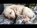 Labrador Puppy - First Day at Home 4K