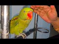 How To Teach Parrot To Talk |  Training Our Alexandrine Parrot | Alexandrine Parrot Sounds