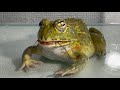 Can you eat this？ / Pacman frog , African bullfrog【LIVE FEEDING】