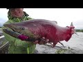 Angeln auf Lachs in Alaska: Ein wildes Wasser