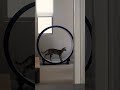 F1 savannah cat nyx charging up the homestead - #One_Fast_Cat exercise wheel