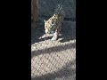 Jaguar at the phoenix zoo. 10/17/16