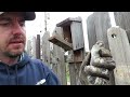 Trapping and Identifying House Sparrows