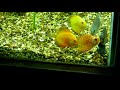 Discus Tank New Additions Jan 2019