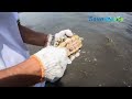 Kindness to a Desperate Sea Turtle | Oddly Satisfying to Watch