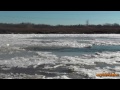 Mink on a Frozen River ( in HD )