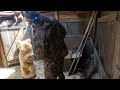 Bear Sculpture chainsaw carving Amazing And interesting