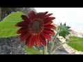 Awesome offspring of Moulin Rouge Sunflower || Pollenless Sunflower || Gardening