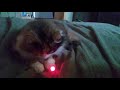 Fat fluffy cat tries to eat the laser from the laser pointer