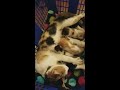 Cats lit! Whole feeding from mom