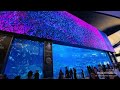 Dubai mall Aquarium | Aquarium