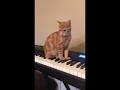 i made a beat out of a cat sitting on a synth