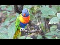 Piano Music & Birds Singing - Stunning Nature, Stress Relief, Relaxing Birds Sound | 24 hours