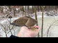 Hand-feeding Birds in Slow Mo - Mourning Dove, Downy Woodpecker
