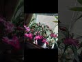 savvy vlog  our Christmas Cactus plants