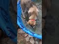 Puppy and a pool