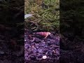 Assassin Snail hunting bladder snails! #aquarium #fish #aquascape #plants #asmr