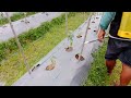 Pemupukan tanaman timun dan cabai || fertilizing cucumber and chili plants
