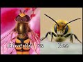 Hover Flies and Animal Mimicry: FreeSchool Presents a Closer Look at Hoverfly Mimicry