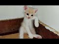 Cats with zero brain activity - Funny Cat Videos of 2024