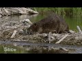 How Do Beavers Build a Dam | SLICE