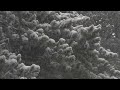 4K HDR First Snow - Peaceful Snowing - Relaxing Snowy Winter Video - Forest Snowfall - Sleep/ Relax