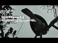 Amazing Calls  Malabar pied hornbill &  Black necked Stork