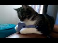 Cat brushing fiasco