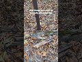 The 3 stages of a decaying log #your1andonlyhiker