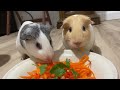 Guinea Pig Eating Carrot Spaghetti