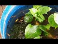 प्रेगनेंट gappy Fish 🐠/मौली फिश पॉन्ड्स ड्रम/मनी प्लांट आब्डेट