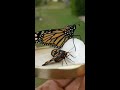 Monarch Butterfly and Wasp Moth ❤