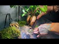 How To Create a Scenic Waterfall Terrarium