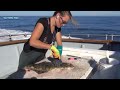 Amazing Giant Halibut Fishing Longline On The Sea - Fastest Halibut Fillet Processing Skills #2