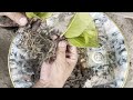 How To Grow Guava Tree Small Cutting with Leaf (100%Success)