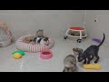 CLASSIC Dog and Cat Videos😺1 HOURS of FUNNY Clips🐕‍🦺