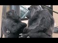 Gentaro, the eldest gorilla who is pampered by his father and mother [Kyoto City Zoo]