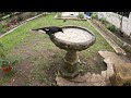 Ravens inspect water grapes while Currawongs sing
