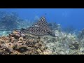 Two Minutes Swimming with an Eagle Ray