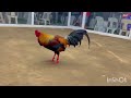 HENNIE - BAKAS-BAKAS GAMEFARM - ORONCE BROTHERS - QUALITY GAMEFOWL IN THE PHILIPPINES...