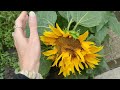 Summer Garden 🌻🌻🌻 Unique Sunflower 🧡 Video series 🧡 #garden #goodvibes #sun #sunflower #🍀 #unique #🌻