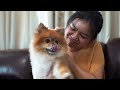 Pomeranian and the Mirror Reflection Funny Reactions