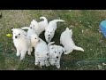 Weisse Schäferhund Welpen von dem weißen