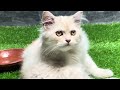 Funniest Cats and Dogs 2024 😹🐶 New Funny Animals Video 😍 Part 168