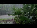 🌿Cool Rain Sound Falling in the Amazon Rainforest / Heavy rain / Overcoming insomnia / Sleep ASMR