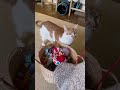My talking cat tried to manipulate my other cat (part 1)
