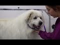 Transform This Stubborn Great Pyrenees With Me | Don't Touch My PAWS!