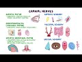 Introduction to the cranial nerves: Anatomy